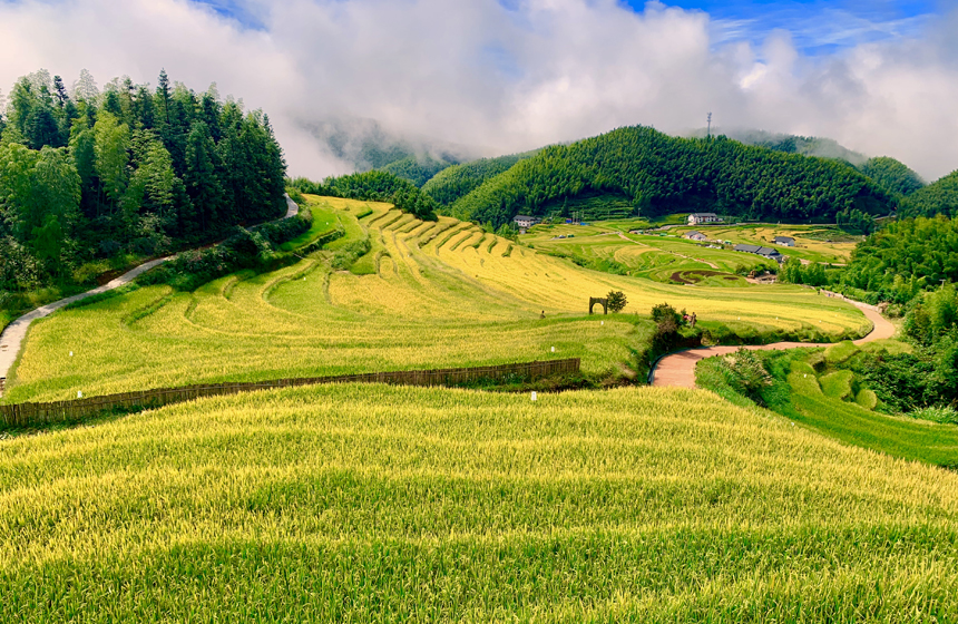 上堡梯田最佳攝影點俯瞰梯田。嚴毅君攝