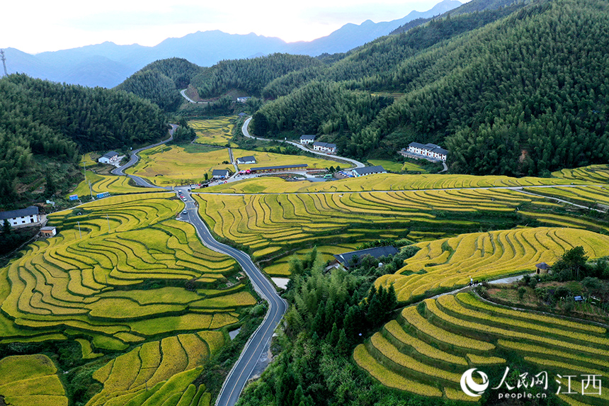 航拍鏡頭下的上堡梯田，田間金黃的稻谷開始進入收割期。 人民網 時雨攝