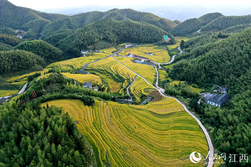 航拍鏡頭下的上堡梯田，田間金黃的稻谷開始進入收割期。 人民網 時雨攝