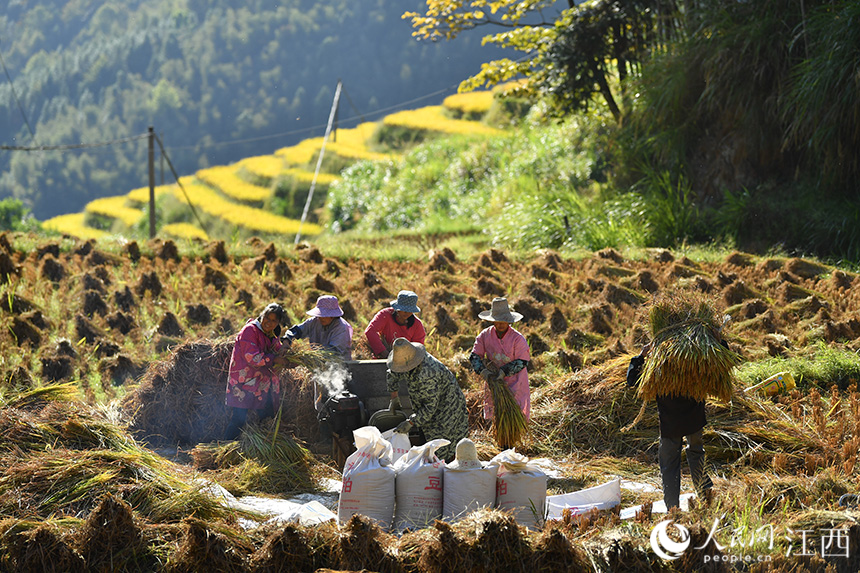 打谷機置于田間，村民們搶抓晴好天氣忙打谷。 ?人民網 時雨攝
