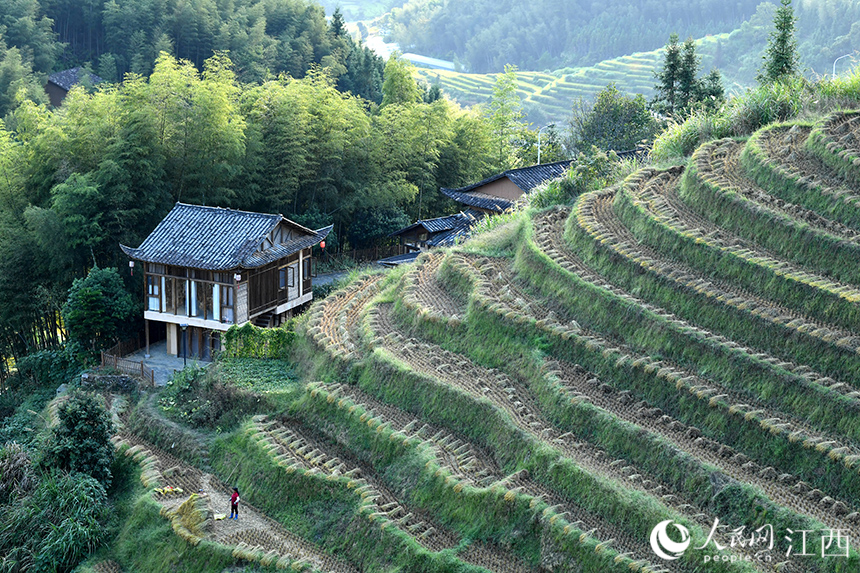 梯田里整齊碼放著割下的水稻，放眼望去，一派秋收盛景。 人民網 時雨攝