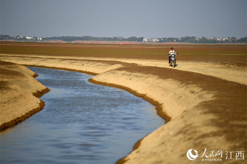 候鳥保護區工作人員騎著摩托巡查引水渠。 人民網 時雨攝