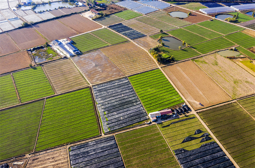 航拍黎蒿種植基地，景色美如畫。周亮攝