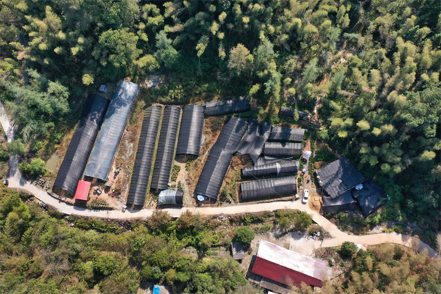 航拍東槽村盆景種植大棚。周亮攝