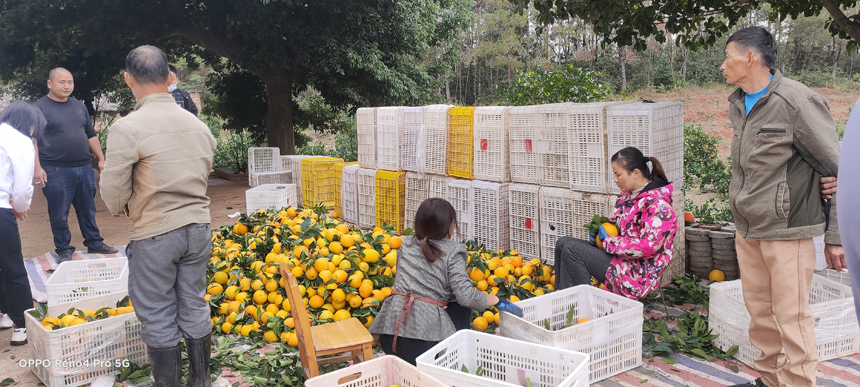 臍橙果農分揀臍橙慶豐收。曾小斌攝