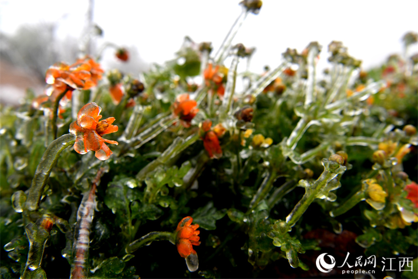 寒潮“加持”下，鮮花被冰凍。 人民網 時雨攝