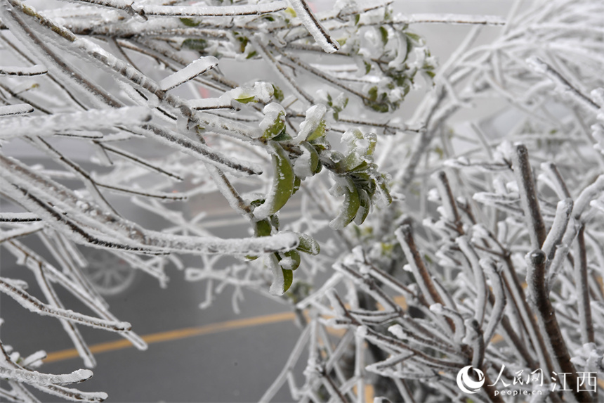 寒潮突襲，南昌梅嶺高處出現霧凇景觀。 人民網 時雨攝