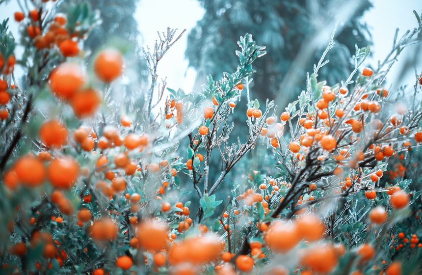 江西南豐現冰掛景象，桔子覆蓋上了一層冰凌。謝衛民攝