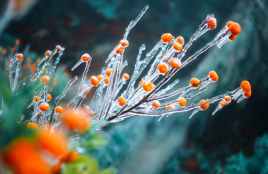 江西南豐現冰掛景象，桔子覆蓋上了一層冰凌。謝衛民攝