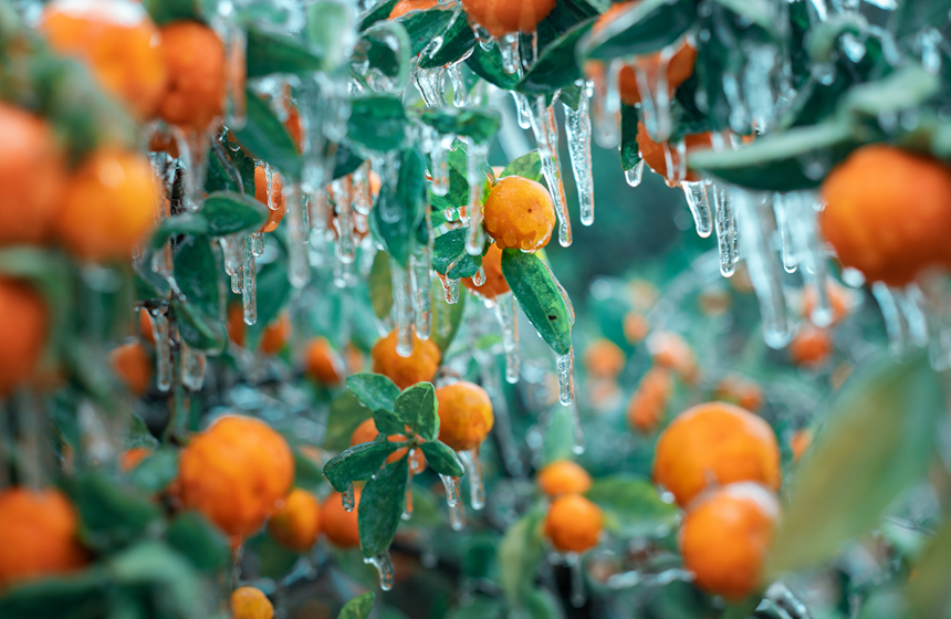 江西南豐現冰掛景象，桔子覆蓋上了一層冰凌。謝衛民攝