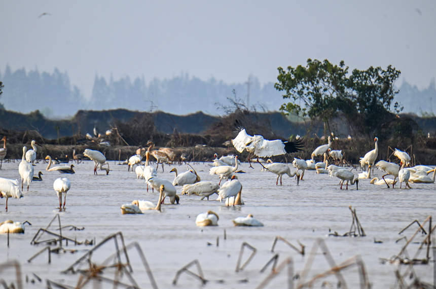 連日來，大批白鶴、鴻雁、天鵝等候鳥陸續飛抵江西鄱陽湖越冬。鮑贛生攝
