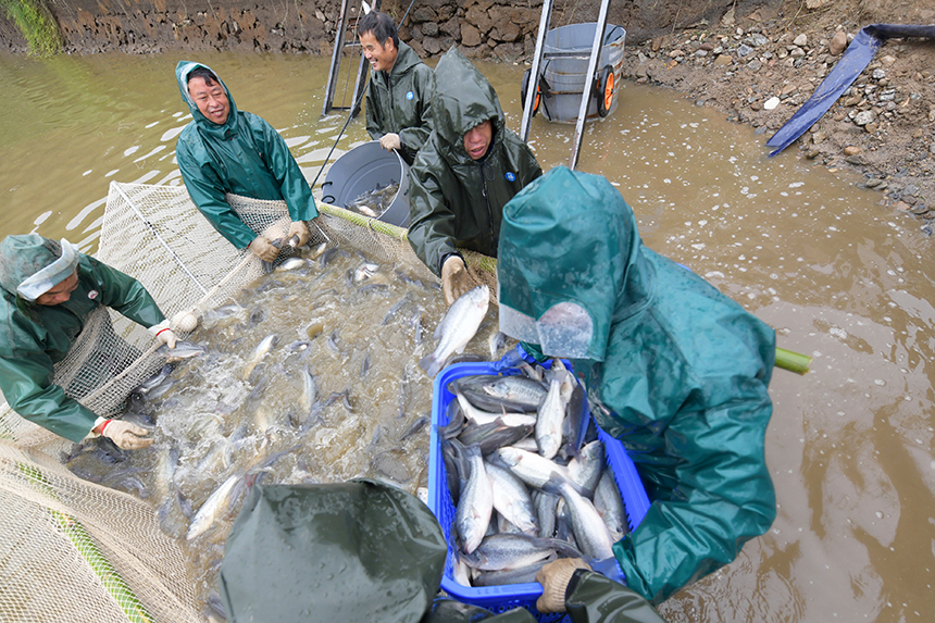工人們正在進行捕撈作業，呈現一派魚躍人歡的豐收景象。詹繼成攝
