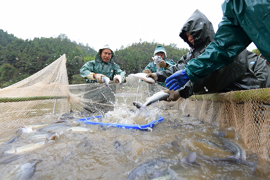 工人們正在進行捕撈作業，呈現一派魚躍人歡的豐收景象。詹繼成攝