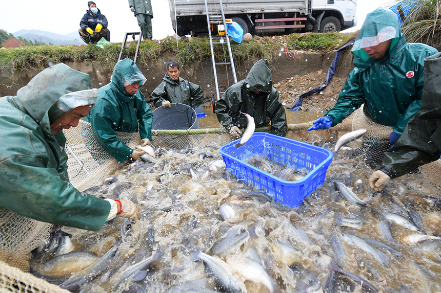 工人們正在進行捕撈作業，呈現一派魚躍人歡的豐收景象。詹繼成攝