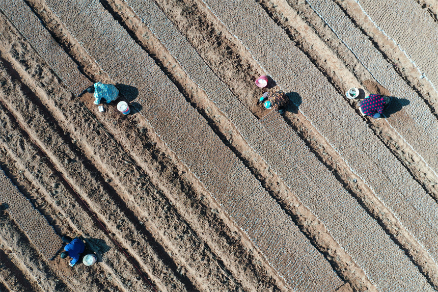 農戶正在田間裝營養袋，準備培育油茶苗。邱志超攝