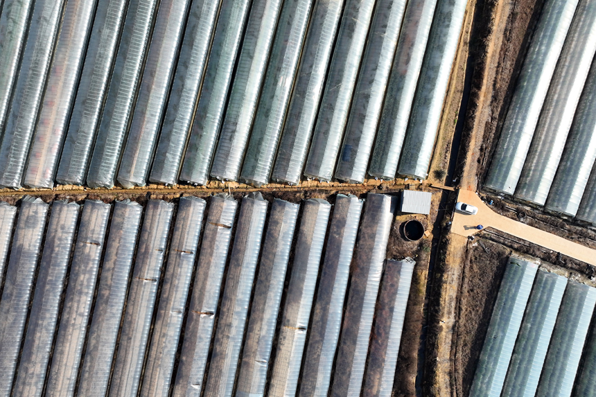 航拍鏡頭下蔬菜大棚整齊排列。何賤來攝