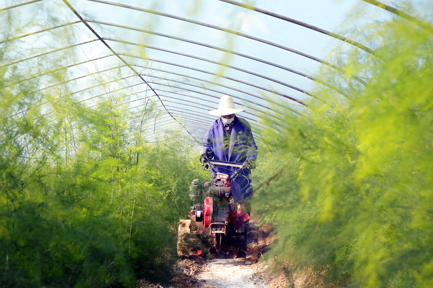村民正忙著給越冬蘆筍松土施肥。何賤來攝