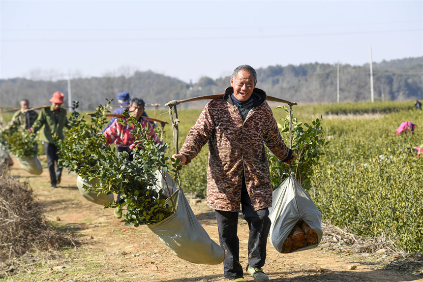 油茶種植戶在田間采收油茶苗。周亮攝