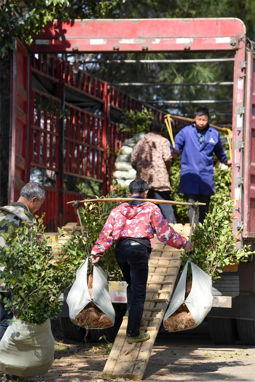 油茶種植戶將剛采收的油茶苗裝上貨車。周亮攝