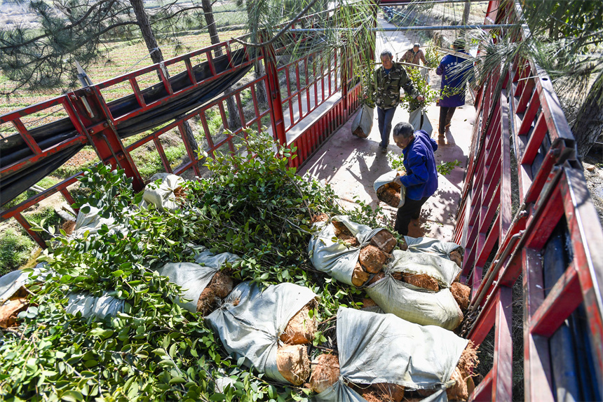 油茶種植戶將剛采收的油茶苗裝上貨車。周亮攝