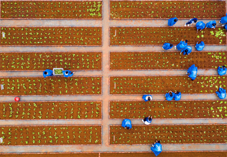 學生在校園農場里栽種蔬菜苗。周亮攝