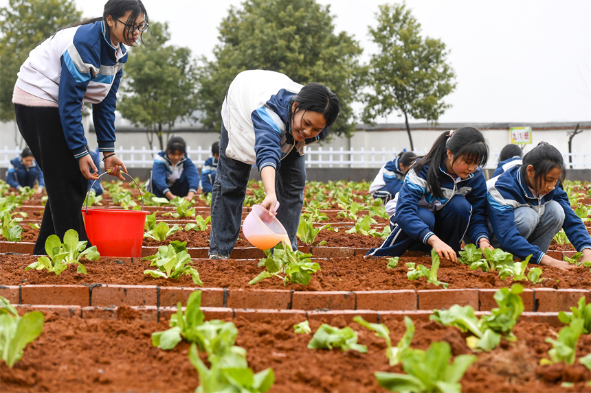 學生在校園農場里給菜苗澆水。周亮攝
