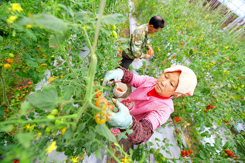 工人正在采收圣女果。詹繼成攝