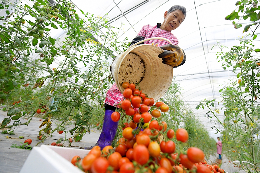 工人正在采收圣女果。詹繼成攝