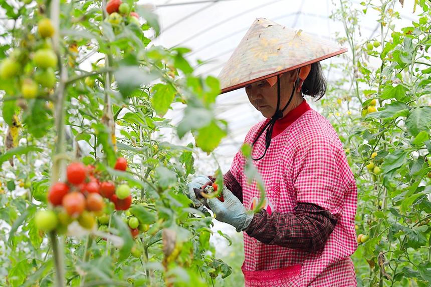 工人正在采收圣女果。詹繼成攝