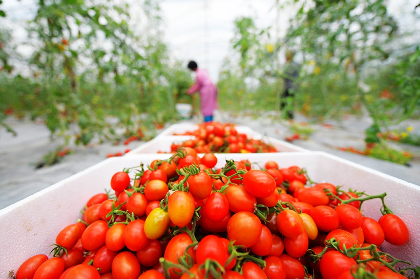 工人正在采收圣女果。詹繼成攝