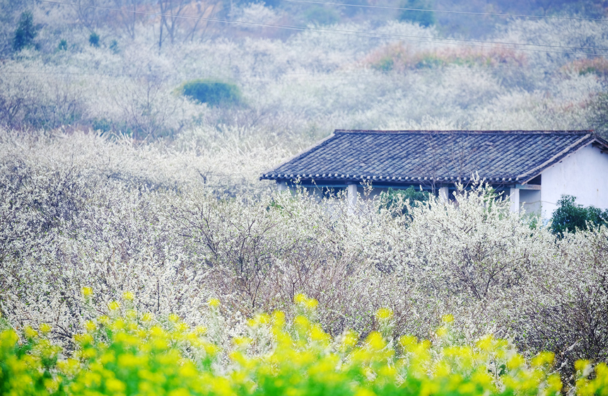 李花與油菜花交相輝映。廖彩新攝
