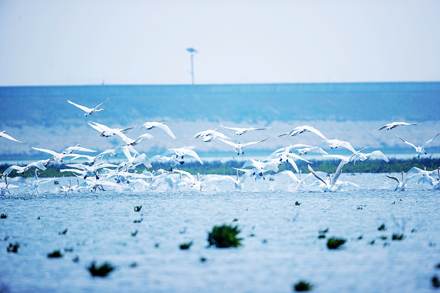 越冬候鳥時而在水面游弋，時而在空中飛翔。況建攝