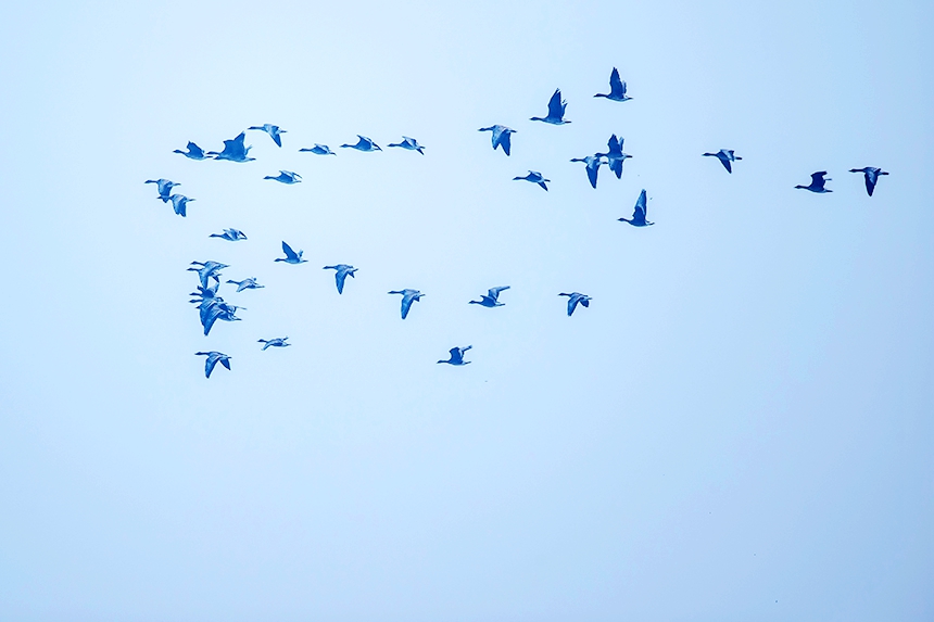 越冬候鳥時而在水面游弋，時而在空中飛翔。況建攝