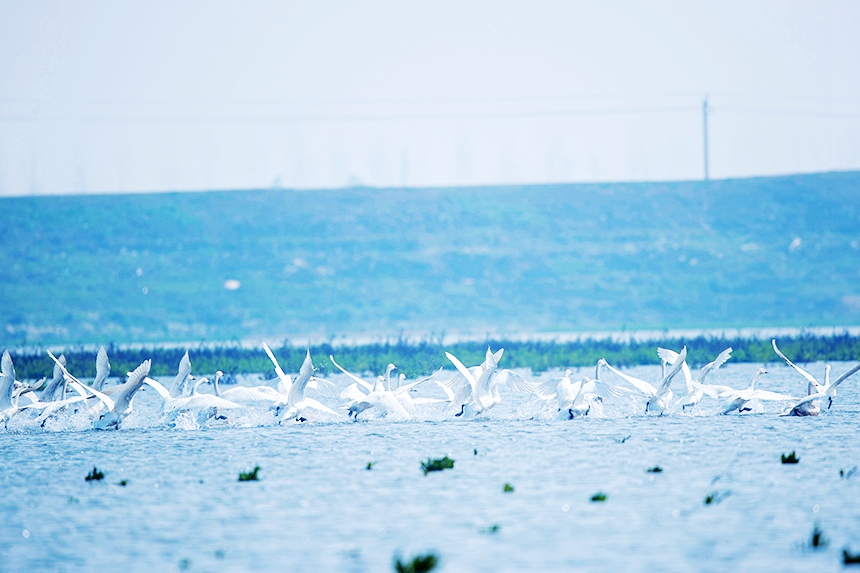 越冬候鳥時而在水面游弋，時而在空中飛翔。況建攝