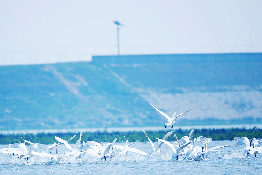 越冬候鳥時而在水面游弋，時而在空中飛翔。況建攝