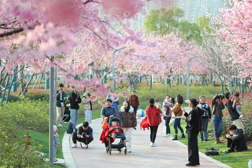游客踏青賞花，共赴一場櫻花的浪漫之約。鐘萬汕攝