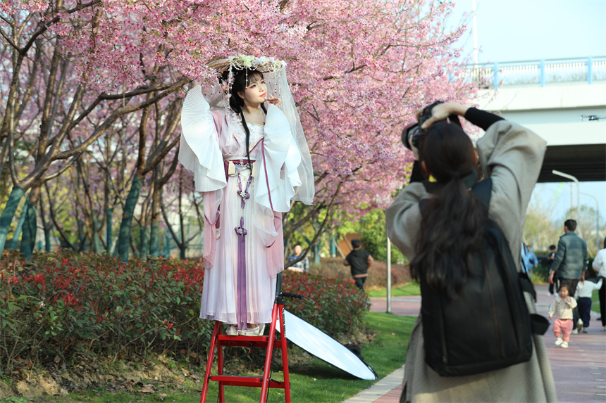 游客踏青賞花，共赴一場櫻花的浪漫之約。鐘萬汕攝