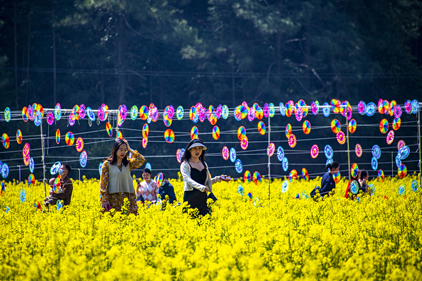 游人賞花觀景，盡享美好春光。詹繼成攝