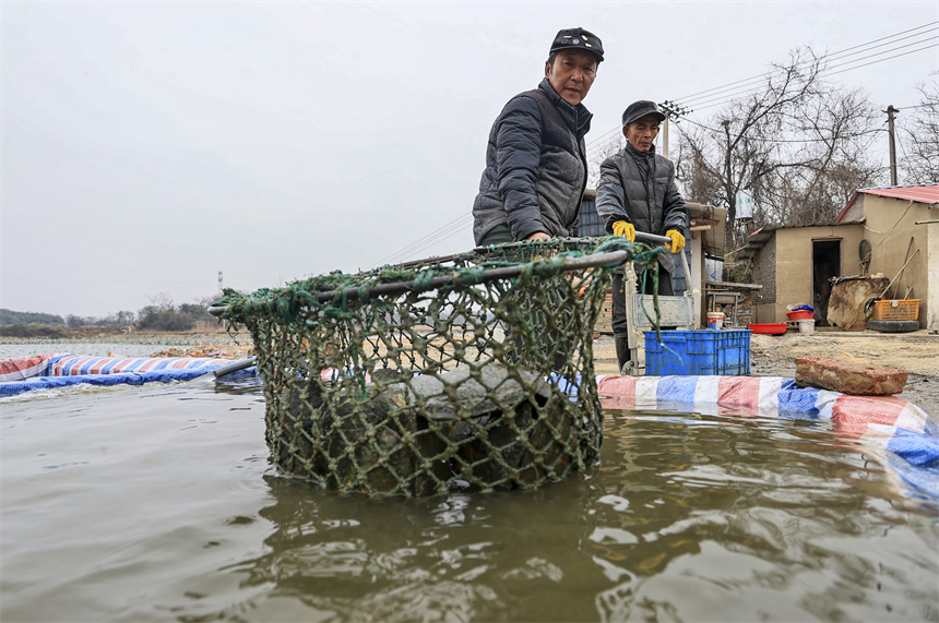 蚌農展示采收的珍珠蚌。吳江攝