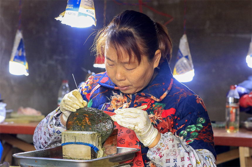 工作人員將珍珠蚌中的珍珠取出。吳江攝