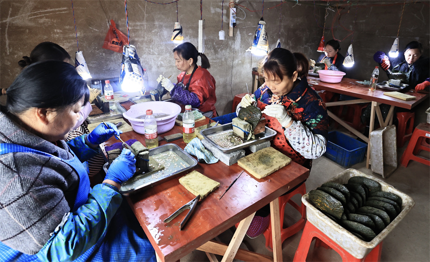 工作人員將珍珠蚌中的珍珠取出。吳江攝