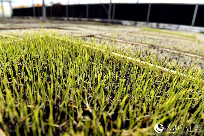 秧盤泛綠，稻種破殼而出。 人民網 時雨攝