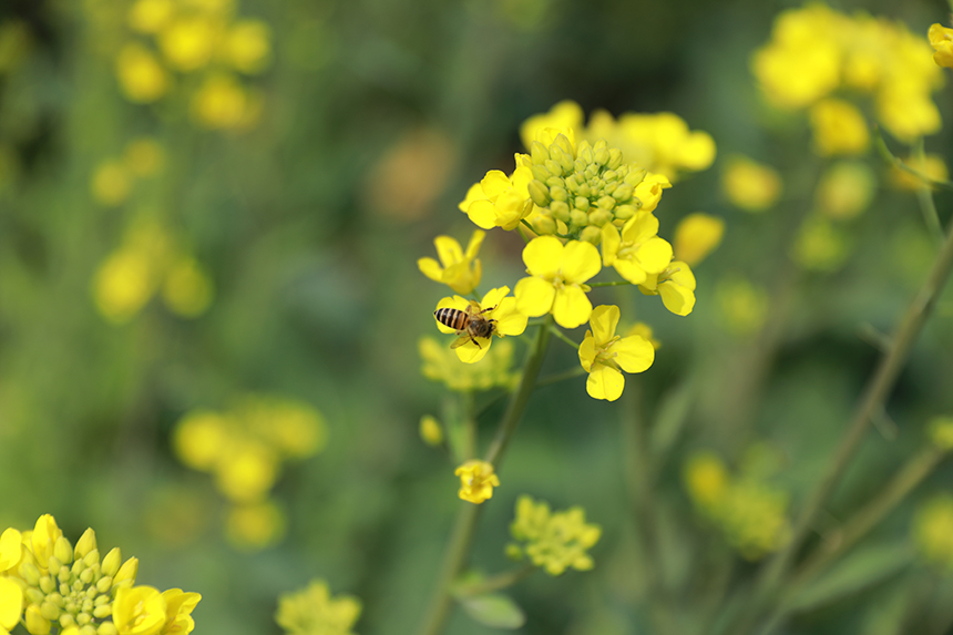油菜花競相綻放。潘成攝