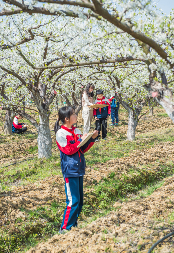 老師帶領學生們走出課堂，拿起畫筆，在梨花海中享受春光。簡俊攝