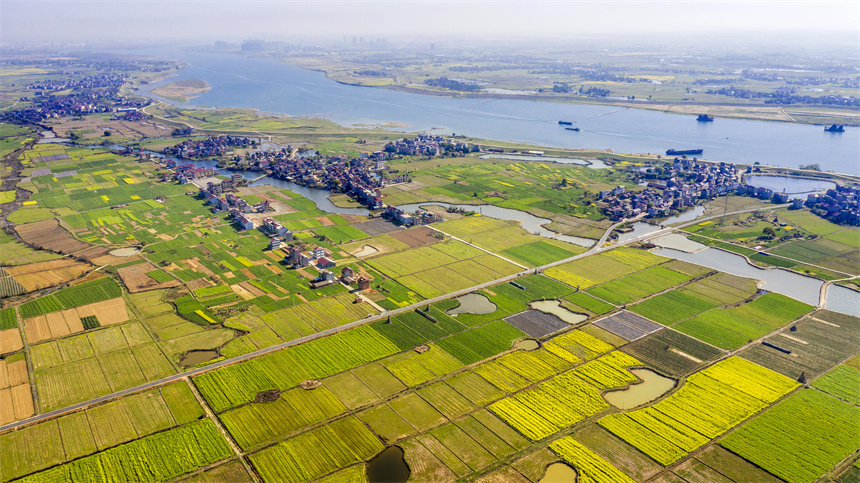 金色的油菜花和綠色的車前草、村舍、河流交相輝映，美不勝收。周亮攝