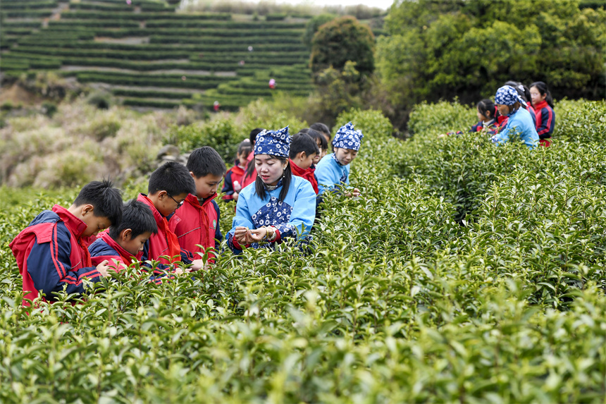 采茶師傅在向學生們講解茶葉采摘技巧。周亮攝