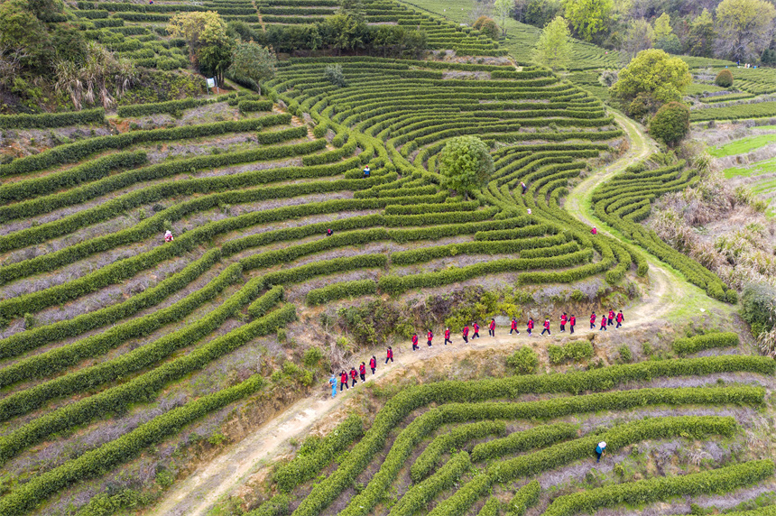 學生們走進茶園，學習農事知識。周亮攝