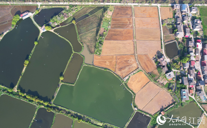 水田與村道、河流、民居等相映成趣，猶如一個巨大的調色盤。人民網 毛思遠攝