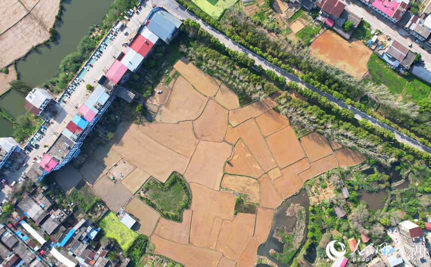 水田與村道、河流、民居等相映成趣，猶如一個巨大的調色盤。人民網 毛思遠攝