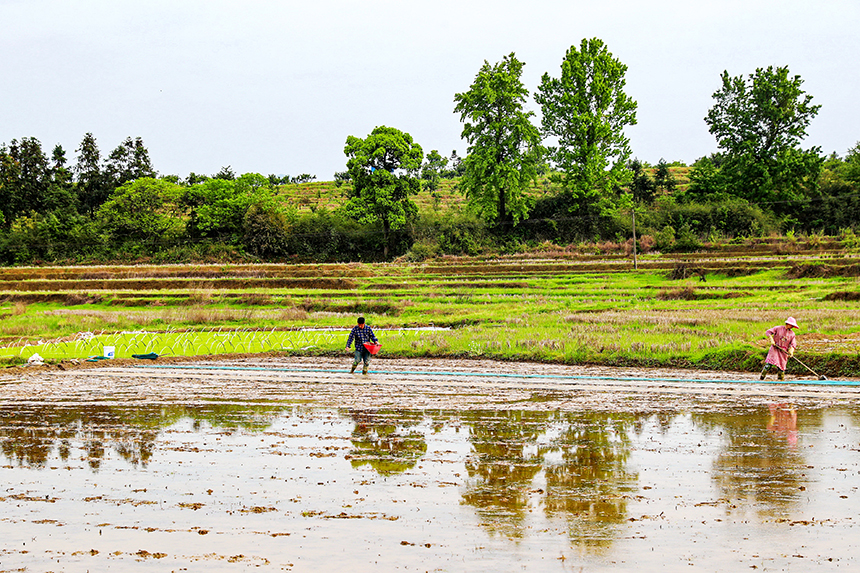 江西省撫州市廣昌縣頭陂鎮山下村田野上，當地農民正搶抓農時開展春耕春種。曾恒貴攝
